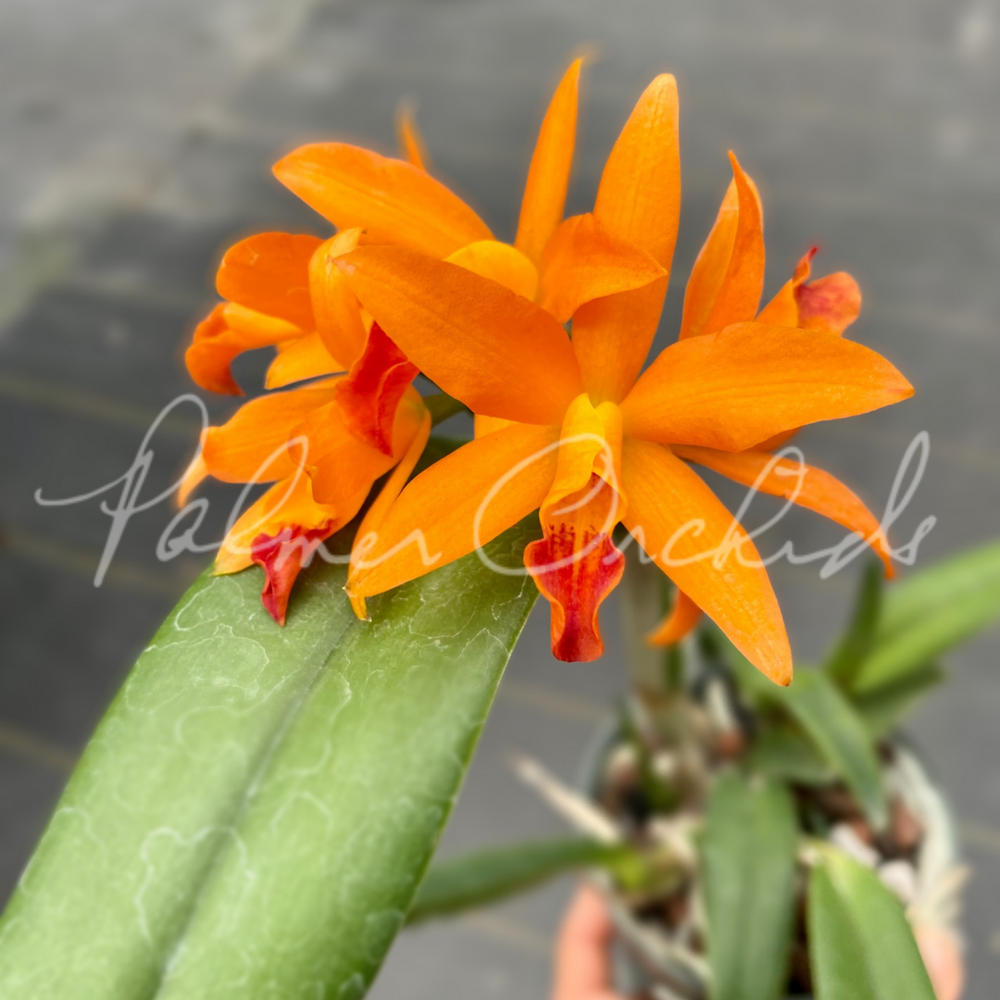 Rth. Linda Vee — Palmer Orchids